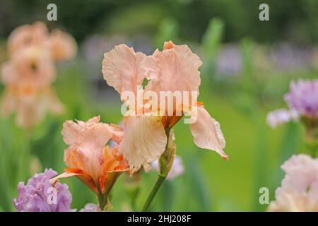 Tall Bearded Iris, Iridaceae, peach apricot burgundy with orange beard, soft green background Stock Photo