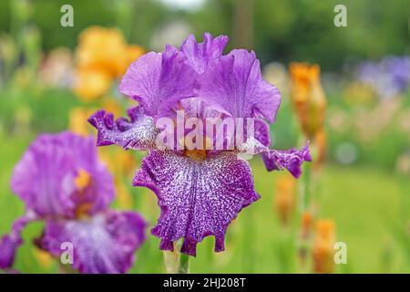 Tall Bearded Iris Purple Speckled Rock Star variety Stock Photo