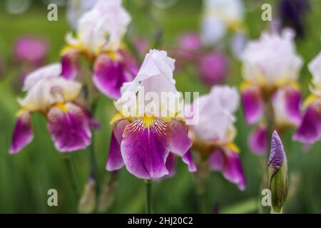 White and fushcia Bearded Iris with yellow beard in springtime garden Stock Photo