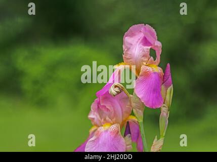 Graceful pink Bearded Iris with yellow beard isolated bloom in garden Stock Photo