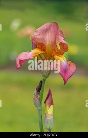 Tall Bearded Iris, Iridaceae, peach apricot burgundy with orange beard, soft green background Stock Photo
