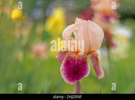 Tall Bearded Iris, Iridaceae, peach apricot burgundy with orange beard, soft green background Stock Photo