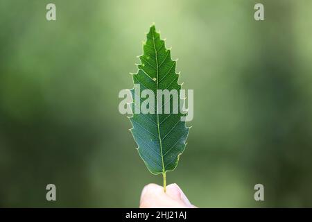 Close-up of green leaf of Oak - Quercus. Stock Photo