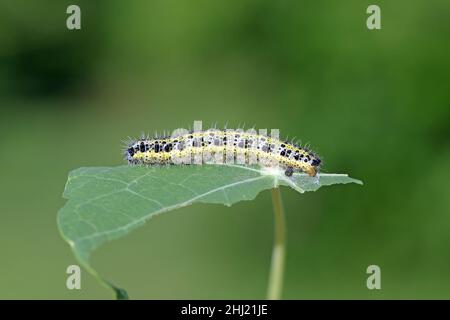 Side view of a caterpillar, cabbage white butterfly, Pieris brassicae, on a leaf of nasturtium. Stock Photo