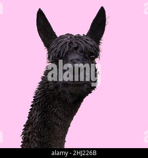 Funny black alpaca on pink background. Stock Photo