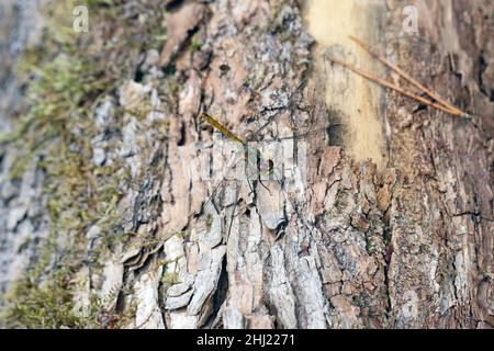 A dragonfly on the bark of a tree. Stock Photo