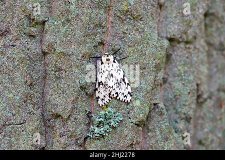 Nun moth, Lymantria monacha resting on pine bark, this moth can be a pest on forests Stock Photo