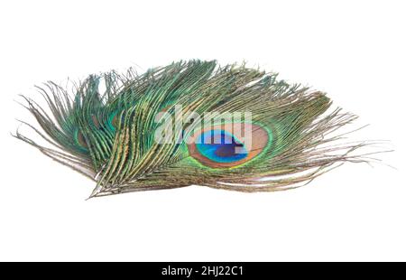 Elegant colorful peacock bird feather isolated on the white Stock Photo