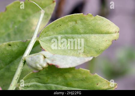 The little leafhopper - Empoasca on the leaves of broad beans. These are crop pests that suck plant sap. Stock Photo