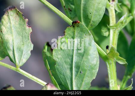 The little leafhopper - Empoasca on the leaves of broad beans. These are crop pests that suck plant sap. Stock Photo