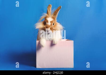 A nice rabbit sitting in a pink present box with blue background. Stock Photo