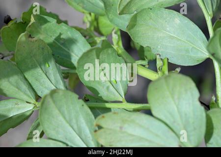 The little leafhopper - Empoasca on the leaves of broad beans. These are crop pests that suck plant sap. Stock Photo