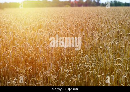 Cereals field. Ears of golden wheat and barley. Beautiful Rural Scenery under Shining Sunlight and blue sky. Background of ripening ears of meadow. Stock Photo