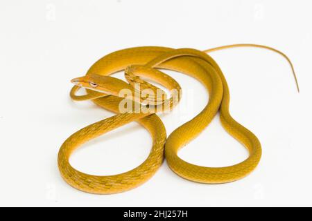 Yellow Asian vine snake hypo Ahaetulla prasina isolated on white background