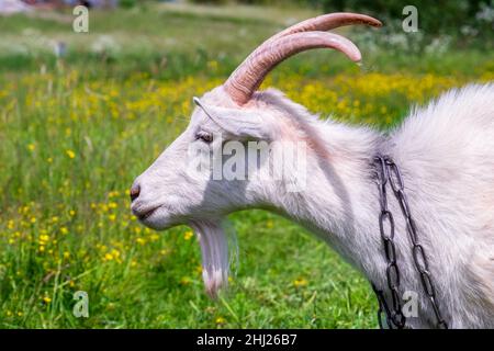 Goat profile. A domestic goat on a chain. Grazing in the meadow. Stock Photo