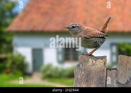 Eurasian wren (Troglodytes troglodytes / Nannus troglodytes) perched on old weathered wooden garden fence of house in the countryside