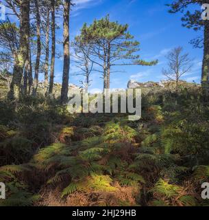 Beautiful Pine forest in Cies Islands, Galicia, Spain Stock Photo