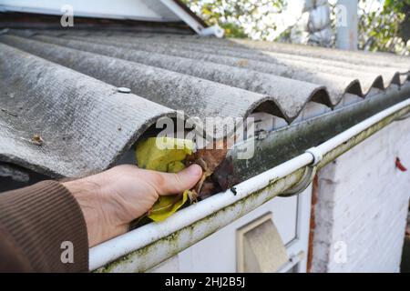 Worker cleaning the gutter from autumn leaves with his hand. Stock Photo