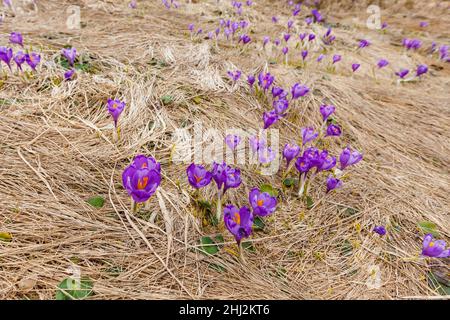 Field of crocus flowers blooming on the mountains hill. Rare plants in wildlife, springtime Stock Photo