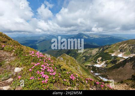 Rhododendron flowers blossom on the Ukraine peak Pip Ivan located in mountain region Maramures. Meadow of blooming wild rhododendron. Springtime in Carpathian mountains. Wild nature landscape. Stock Photo