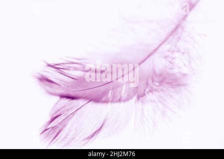 Purple bird feather on the mirror table. Art card. Stock Photo
