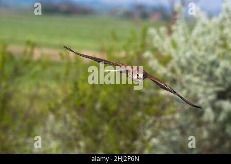 Common kestrel (Falco tinnunculus), calling female approaching, Kiskunsag, Hungary Stock Photo