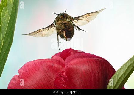 Rose chafer (Cetonia aurata) in flight over a peony flower (Paeonia) Stock Photo