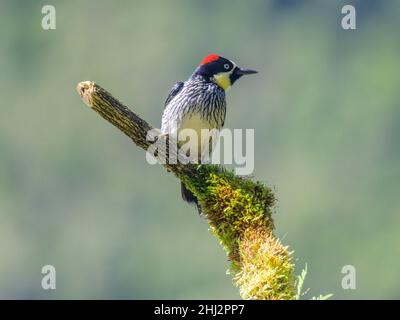 Golden-naped woodpecker (Melanerpes chrysauchen), San Gerardo de Dota, San Jose Province, Costa Rica Stock Photo