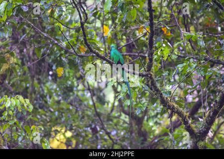 Male resplendent quetzal (Pharomachrus mocinno), San Gerardo de Dota, San Jose Province, Costa Rica Stock Photo