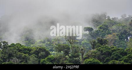 Rainforest with fog, San Gerardo de Dota, San Jose Province, Costa Rica Stock Photo