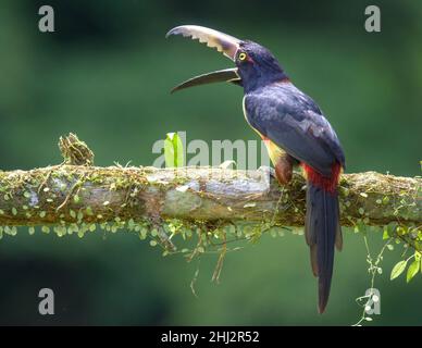 Collared aracari (Pteroglossus torquatus), Laguna del Lagarto Eco-Lodge, San Carlos, Alajuela Province, Costa Rica Stock Photo