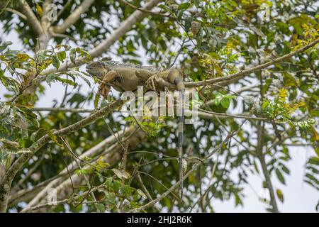 Green iguana (Iguana iguana) resting on tree branch, San Carlos, Alajuela Province, Costa Rica Stock Photo