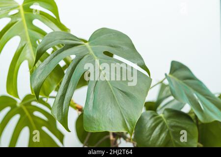 Green leaf of monstera deliciosa plant on white background. Copy space. Stock Photo