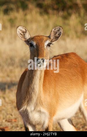 Female Red Lechwe, Okavango Delta, Botswana Stock Photo