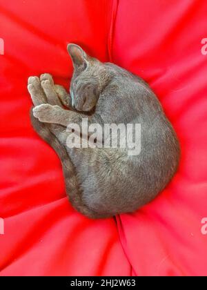 Grey cat sleeping on red sofa cushion Stock Photo