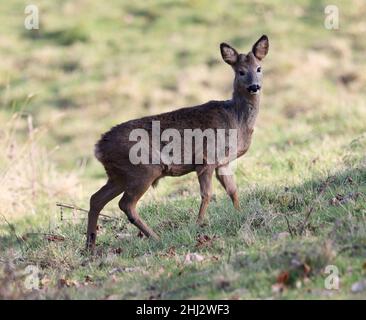 Row Deer on Langley Hill near Winchcombe Gloucestershire UK Stock Photo