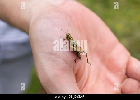 grasshopper sits on a palm, the Caelifera Stock Photo