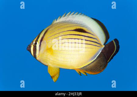 Red Sea Ripple Striped blacktail butterflyfish (Chaetodon austriacus ...