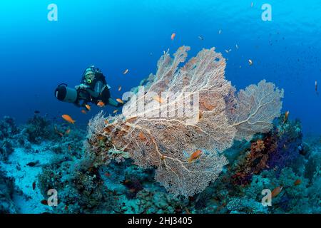 German diving legend in Egypt Rudi Kneip, diver with diving scooter, underwater scooter, gorgonian fan, gorgonian (Annell mollis) on coral reef with Stock Photo