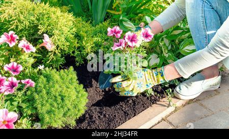 The gardener plants flowers in the soil with a shovel. Flower garden care. Landscaping in the garden in spring. Neat flower bed with black soil. Plant Stock Photo