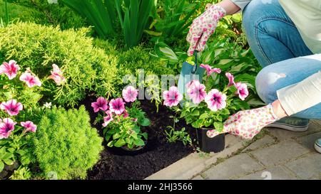 The gardener holds flowering seedlings in his hands. Landscape designer planting flowers with hand trowel in a soil in a flower bed. Planting seedling Stock Photo
