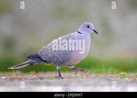 Eurasian collared dove (Streptopelia decaocto) foraging on the ground, Kiskunsag National Park, Hungary Stock Photo