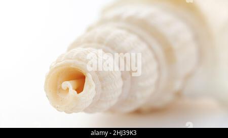 Boring turret snail close up macro photography. Twisted sea clam shell isolated on white background. The concept of tourism and recreation in a tropic Stock Photo