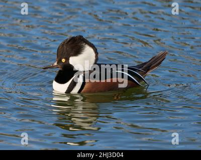 Hooded Merganser drake Lophodytes cucullatus at Slimbridge WWT  in Gloucestershire UK Stock Photo