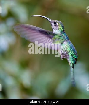 Green Hermit Hummingbird - Phaethornis guy - in flight at Monteverde Cloud Forest Costa Rica Stock Photo