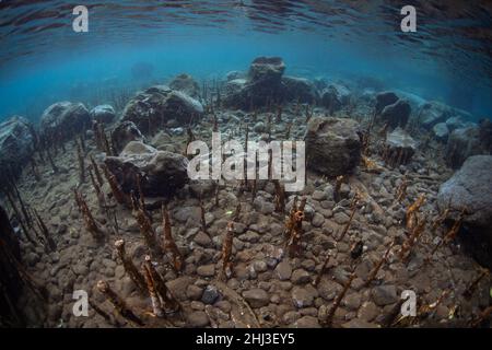 Spiky pneumatophores rise from the shallow seafloor in a mangrove forest near Alor, Indonesia. These strange roots allow the trees to breathe. Stock Photo