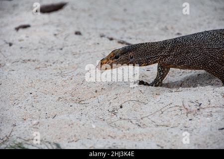 Asian monitor lizard on the move in the white sand Stock Photo