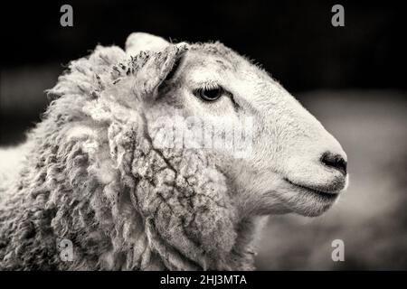 Close-up of sheep, photographed in northern Scotland. Stock Photo