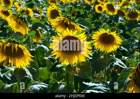 Sunflower fields in Tuscany endless flowers in a blue sky, showing growth and beauty to the world at large.  Under the Tuscan Sun! Stock Photo