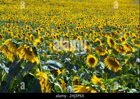 Sunflower fields in Tuscany endless flowers in a blue sky, showing growth and beauty to the world at large.  Under the Tuscan Sun! Stock Photo